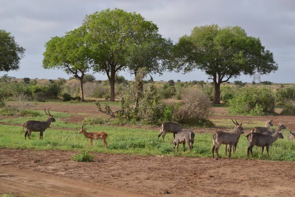 유럽여행보다 더 비싸다는 아프리카 여행 | 인스티즈