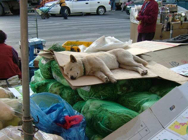 귀여운 동물 칭구칭구들 | 인스티즈