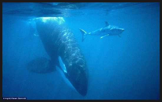 바다 가면 흔하게 볼 수 있는 한 덩치 하는 것들 | 인스티즈