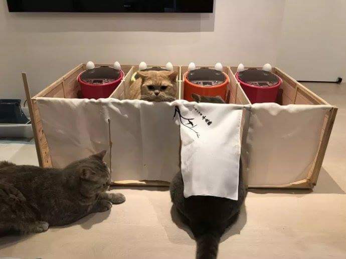 고양이들이 서로 밥을 뺏어먹길래 고안해낸 방법 | 인스티즈