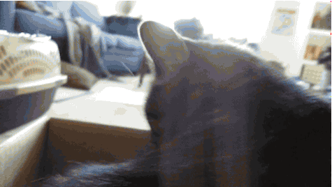 고양이들이 가지고 있는 상자 바이러스 | 인스티즈