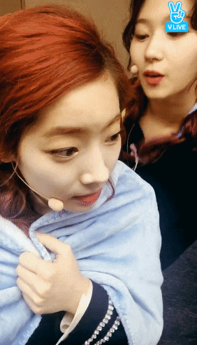 두부를 사랑하는 시바견.gif | 인스티즈