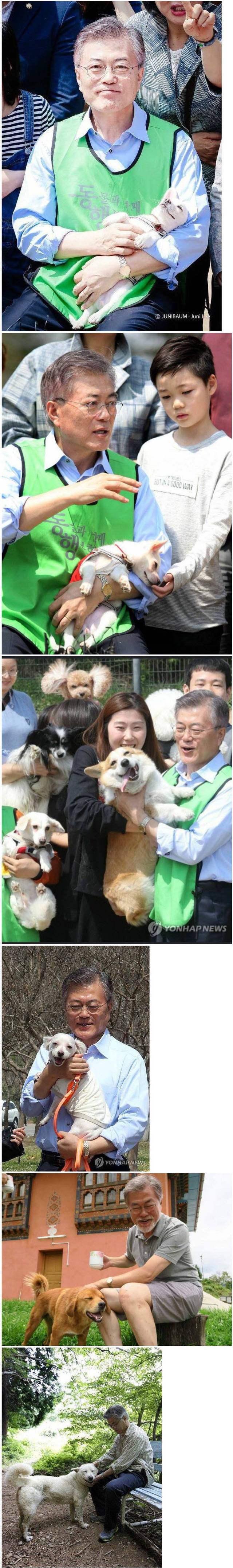 개 핸들링 마스터 문재인 | 인스티즈