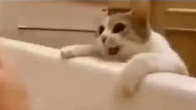 목욕 중 집사가 빠졌다고 착각한 고양이 필사적 구출 | 인스티즈