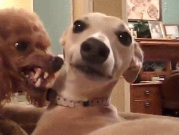 용감한 개가 주인 무시하는 만화 | 인스티즈