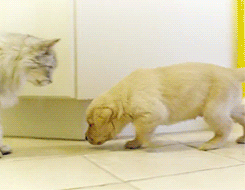 때리려다가 참는 고양이 .GIF | 인스티즈