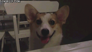 강아지들은 왜 고개를 갸웃거릴까? | 인스티즈