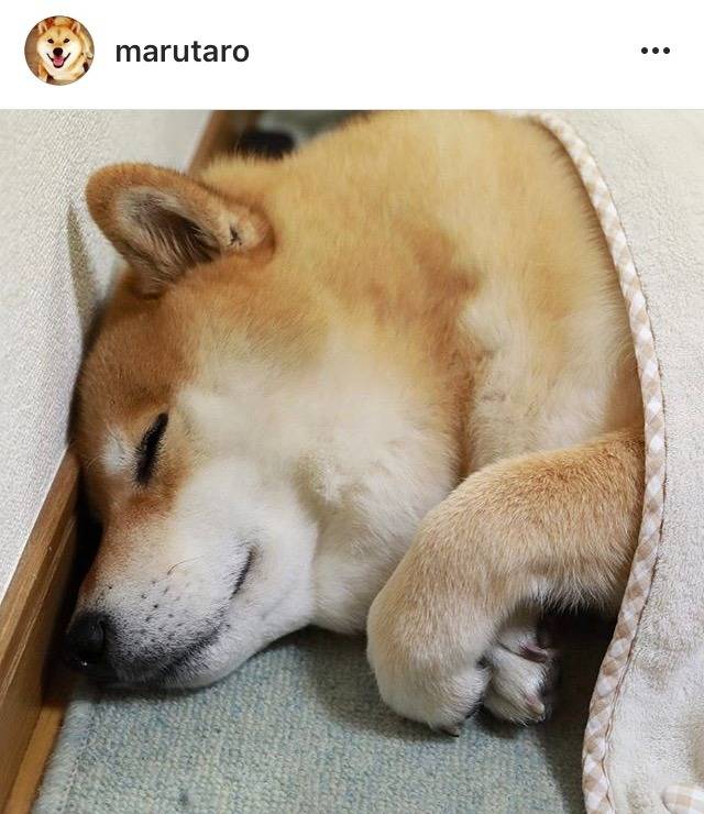 잠 자는 시바 | 인스티즈