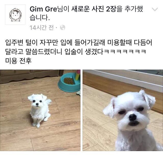 강아지 입주변 털이 자꾸만 입에 들어가길래.jpg | 인스티즈