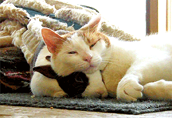 토끼와 고양이.gif | 인스티즈