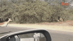 산타할아버지가 사슴에게 썰매를 끌게 한 이유.gif | 인스티즈