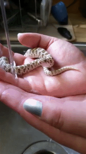 뱀 주의))) 물 먹는 뱀..gif | 인스티즈