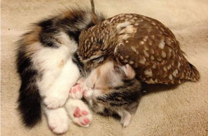 고양이를 만난 올빼미 | 인스티즈