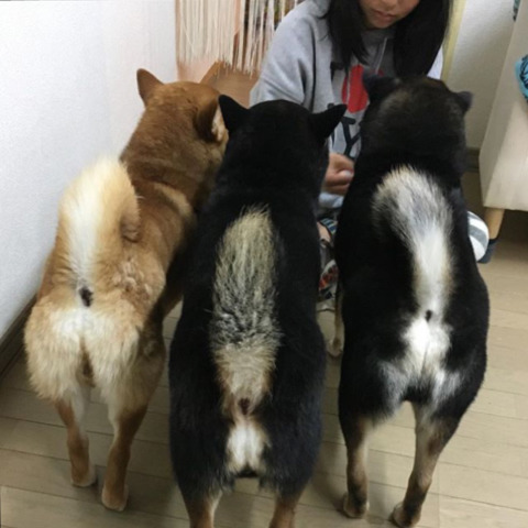 시바견 세마리의 일상 | 인스티즈