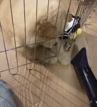 나인뮤지스 경리가 키우는 강아지 ㅠ 귀엽긔 ㅠ.jpgif | 인스티즈