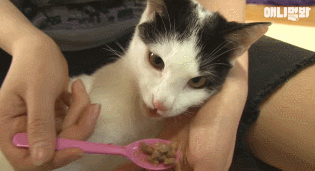 어떤 고양이의 아주 특별한 집사 마중.gif | 인스티즈