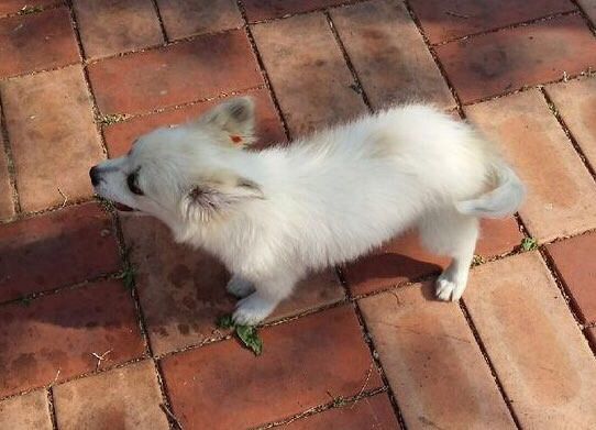 유기견 순님이의 평생 가족이 되실 분을 찾습니다 | 인스티즈