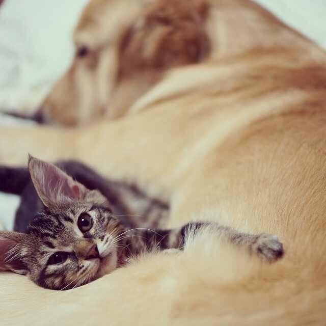 강아지와 고양이.jpg | 인스티즈