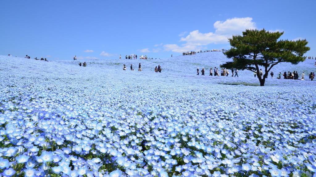 환상적인 일본의 히타치 해변공원 | 인스티즈