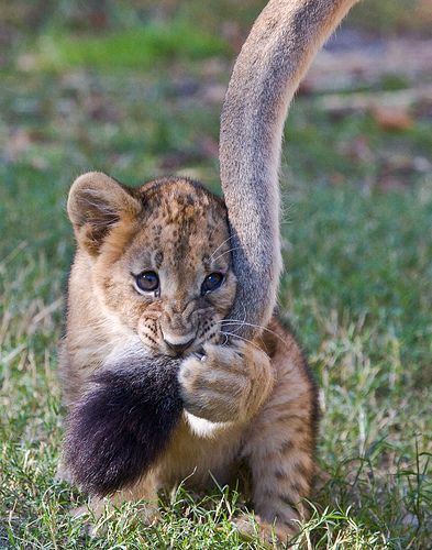 새끼동물들이 공통적으로 하는 행동 | 인스티즈
