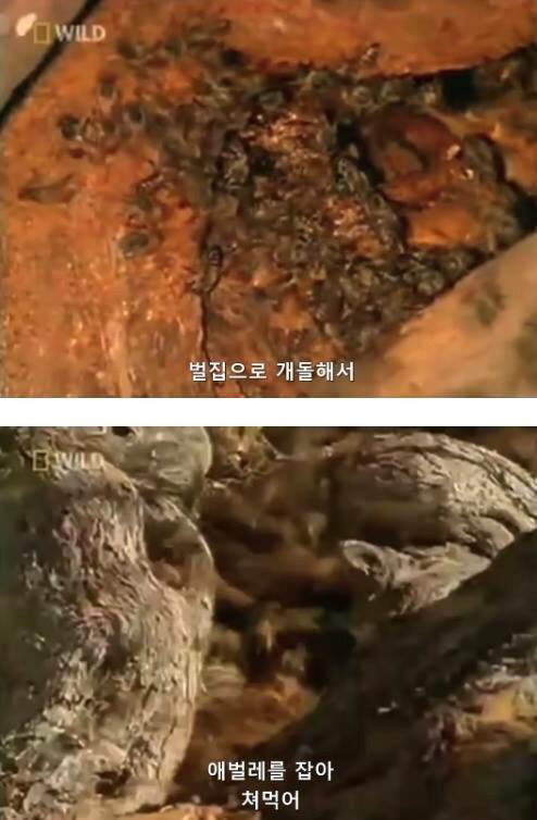 벌꿀오소리는 x도 신경 안쓴다구 | 인스티즈