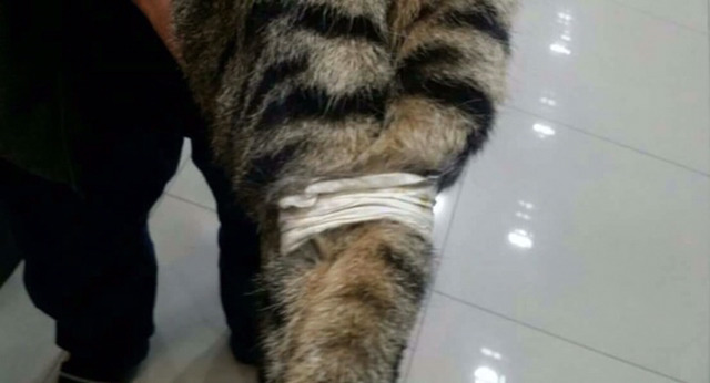 고양이를 학대 후 양발을 묶어 쓰레기봉투에 산채로 버림 (천안시 성정동) | 인스티즈