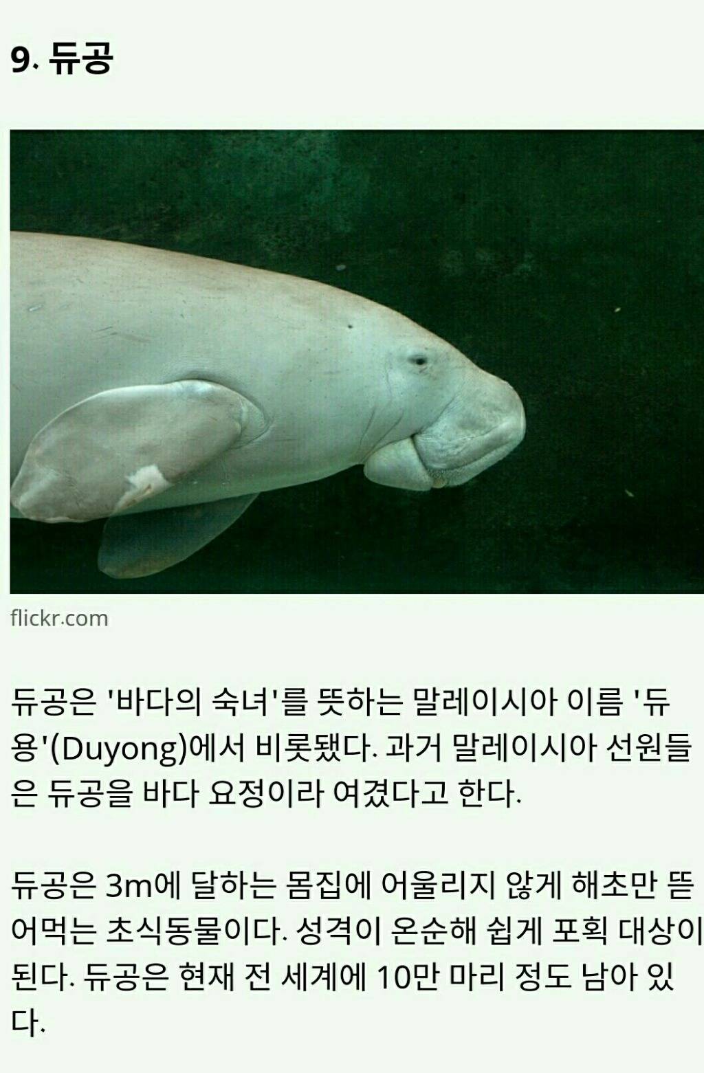 멸종위기에 놓인 귀여운 동물 10가지 | 인스티즈