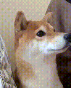 동물병원 무서워서 벌벌떠는 시바견 ㅠㅠ.gif | 인스티즈