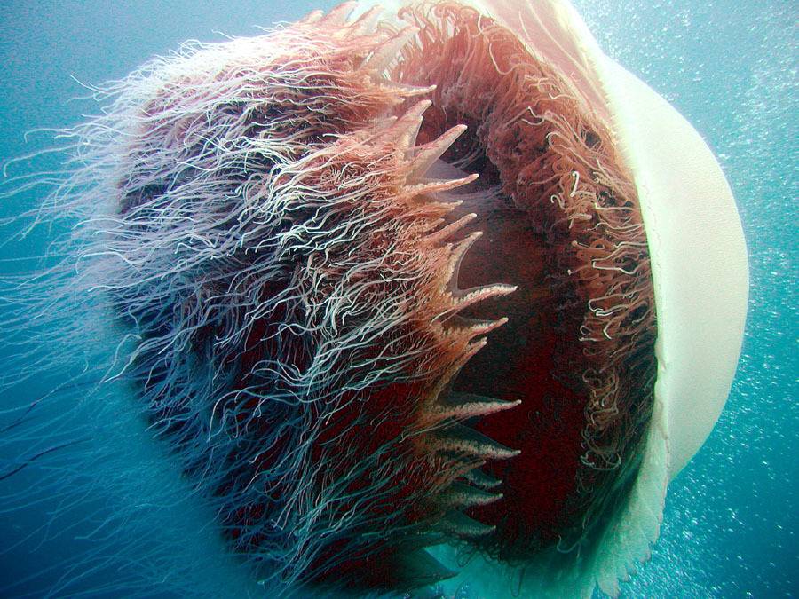 바다 가면 흔하게 볼 수 있는 한 덩치 하는 것들 | 인스티즈