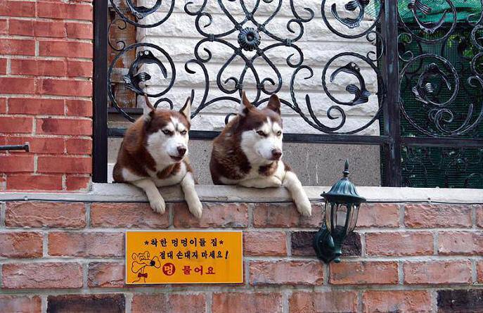 귀여운 동물 칭구칭구들 | 인스티즈