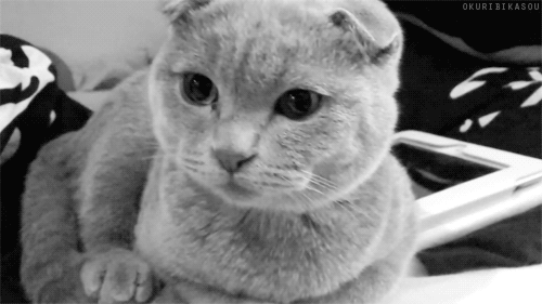 스코티쉬 폴드 고양이.jpg | 인스티즈