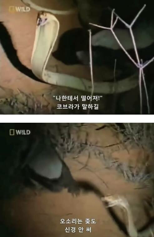 벌꿀오소리는 x도 신경 안쓴다구 | 인스티즈