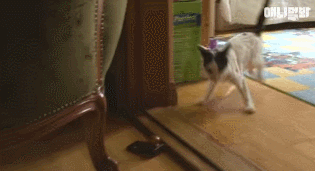 어떤 고양이의 아주 특별한 집사 마중.gif | 인스티즈