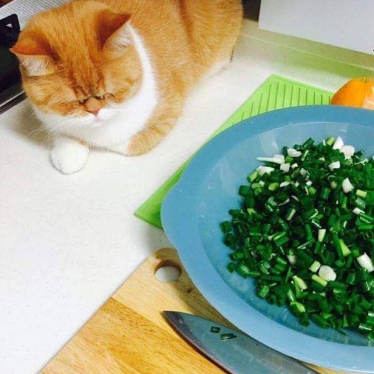 파는 내가 써는데.. | 인스티즈