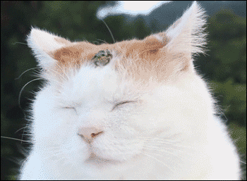 고양이와 개구리 | 인스티즈