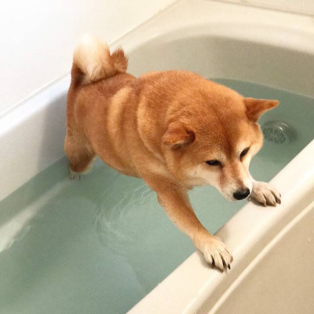 목욕 안한다고 시바! | 인스티즈