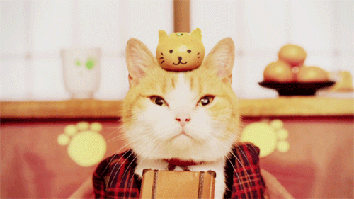 아침부터 냥이.gif | 인스티즈