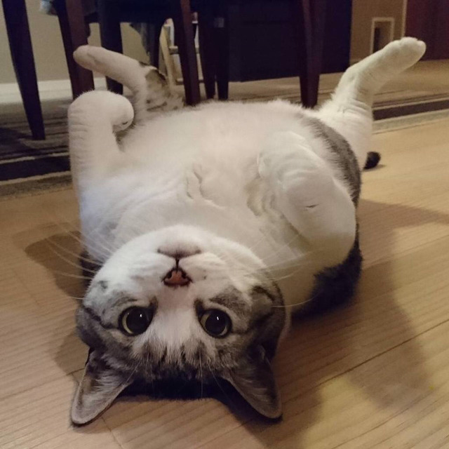 뱀...가시 두더지...하이에나 ..기린.....다람쥐...꼬추 | 인스티즈