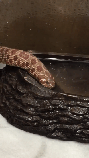 뱀이 물마시는 방법.gif | 인스티즈