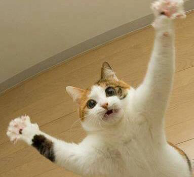 귀여운 동물 칭구칭구들 | 인스티즈