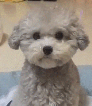 누가 뭐래도 이 구역의 주인은 댕댕이 | 인스티즈