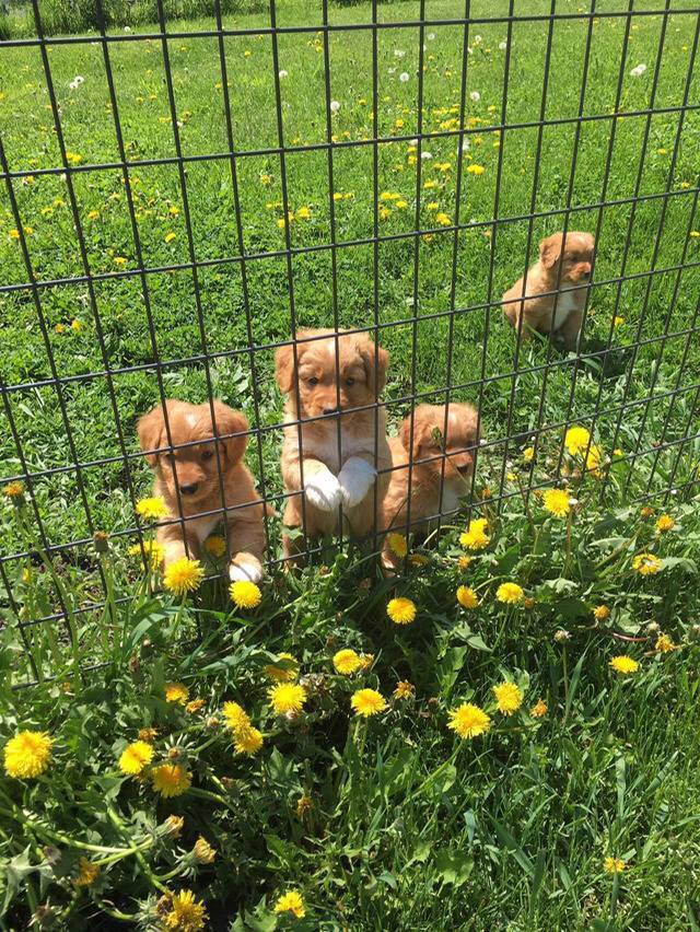 누가 뭐래도 이 구역의 주인은 댕댕이 | 인스티즈