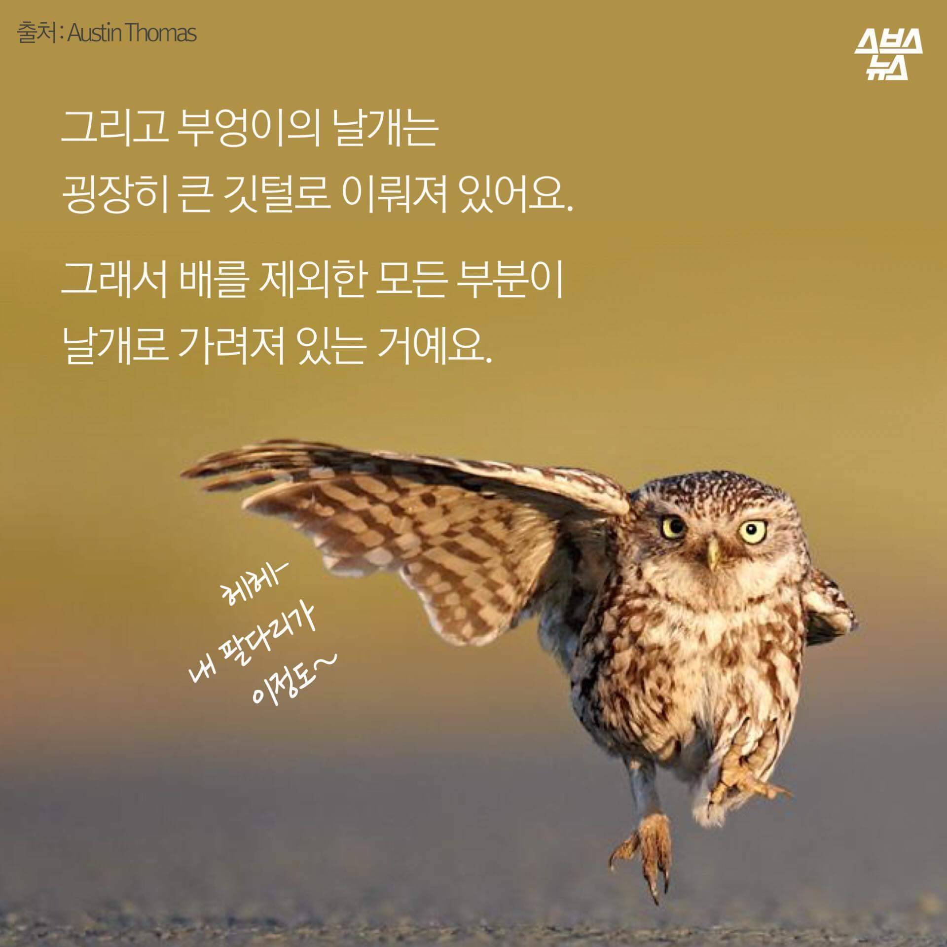 숏하지 않다고 말해부엉 | 인스티즈