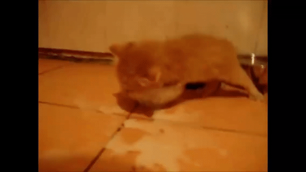 상남자 고양이의 아들 교육법 | 인스티즈