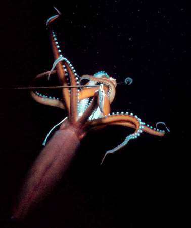 바다 가면 흔하게 볼 수 있는 한 덩치 하는 것들 | 인스티즈