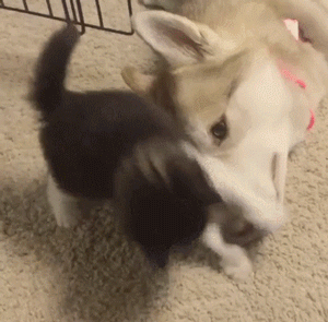 시베리아 허스키를 엄마처럼 따르는 아기고양이(10덕사주의) | 인스티즈