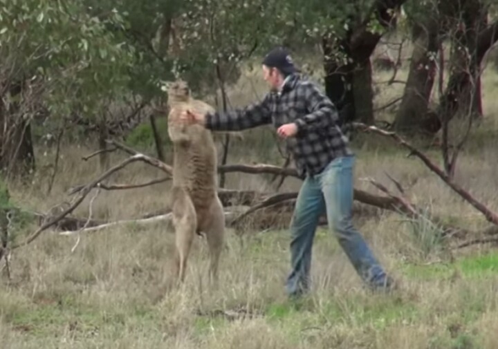 개에게 헤드락 걸고 있는 캥거루와 맨손으로 맞짱 뜬 사육사.gif | 인스티즈