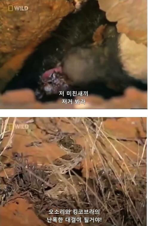 벌꿀오소리는 x도 신경 안쓴다구 | 인스티즈