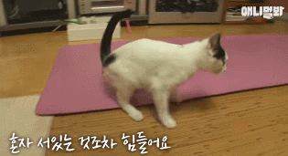 어떤 고양이의 아주 특별한 집사 마중.gif | 인스티즈