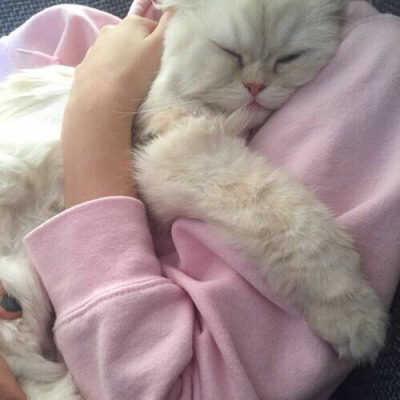 Tumblr : #cat #pink | 인스티즈